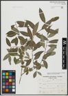 Foto von Salix alba L.